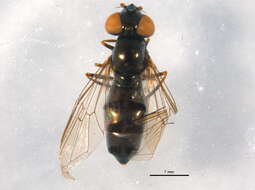 Image of Platycheirus confusus (Curran 1925)