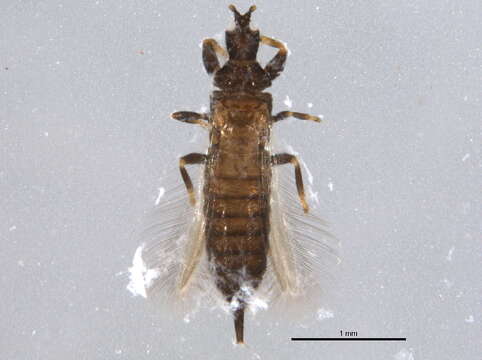 Image of Hoplothrips