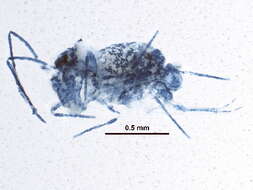 Image of Dicyrtomina