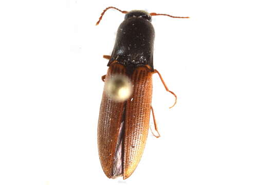 Image of <i>Agriotes limosus</i>