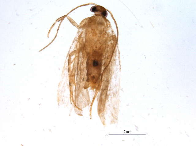 Image of <i>Pseudotelphusa quercinigracella</i>