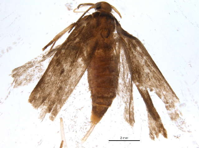 Image of Lyonetia ledi