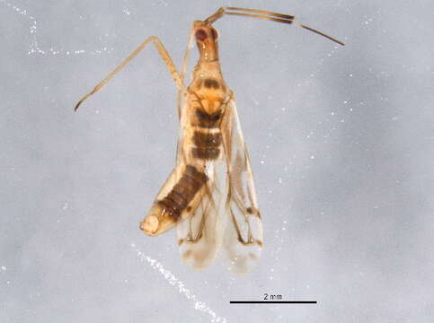 Image of Macrolophus tenuicornis Blatchley 1926