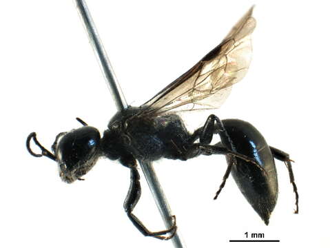 Image of Pemphredon menkei R. Bohart 1993