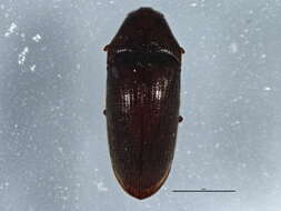 Image of <i>Trixagus meybohmi</i>