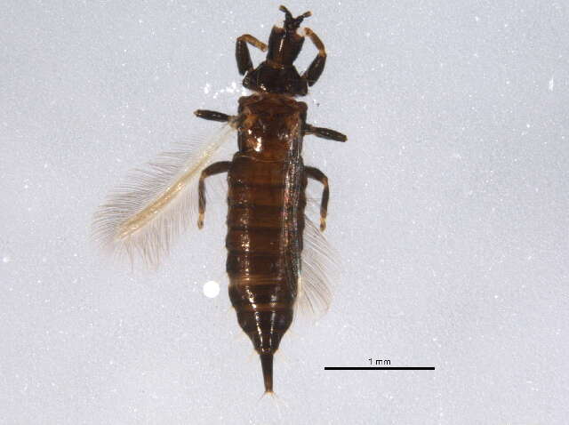 صورة Hoplothrips japonicus (Karny 1913)