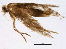 Imagem de Phyllonorycter crataegella (Clemens 1859)