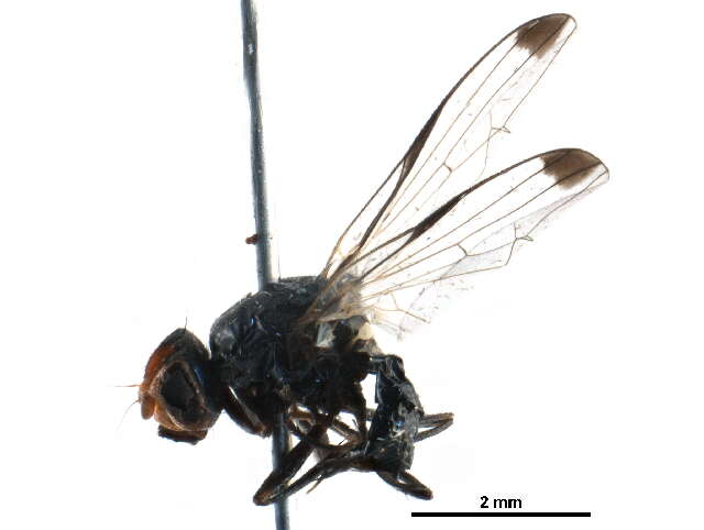 Image of Seioptera