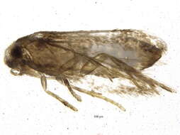 Image of Stigmella prunifoliella (Clemens 1861) Newton et al. 1982