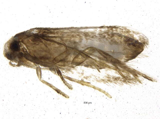 Image of Stigmella prunifoliella (Clemens 1861) Newton et al. 1982