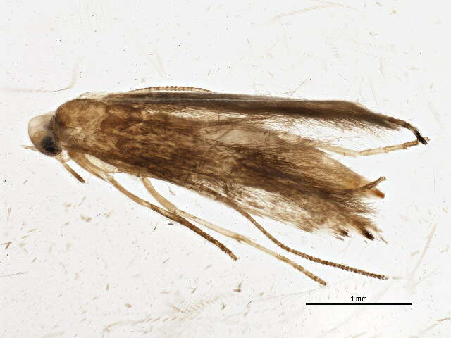 Image of Lyonetia ledi