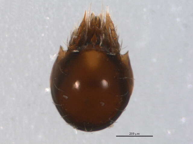 Image of Oribatellidae Jacot 1925