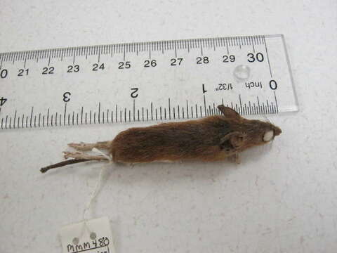 Image of Old World Mice and Pygmy Mice