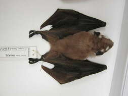 Image of Epauletted Fruit Bats