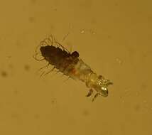 Image of spiny rat lice
