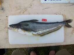 Image of Butter barbel