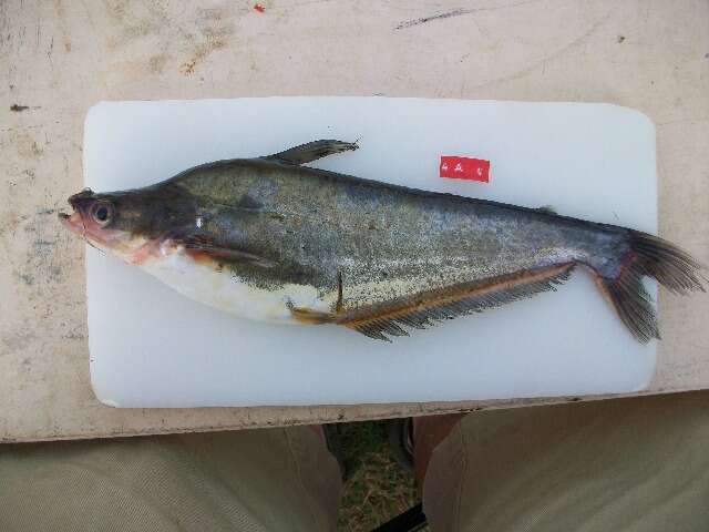 Image of Butter barbel