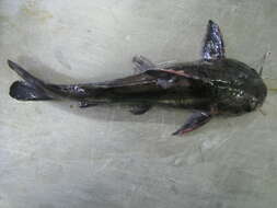 صورة Galeichthys