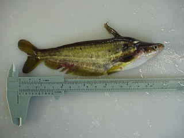 Image of Butter barbel