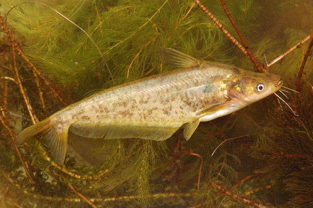 Image of Butter barbel