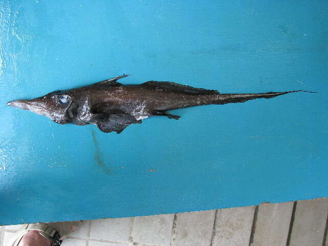 Image of Subterbranchialia