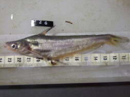 Image of Butter barbel