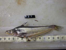 Image of Butter barbel