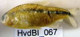 Image of Aphyocharacinae