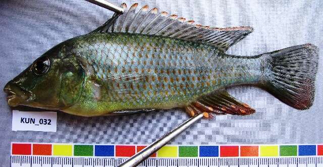 صورة Thoracochromis