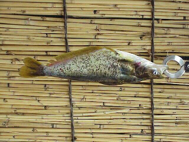 Image of Butter barbel