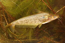 Image of Butter barbel