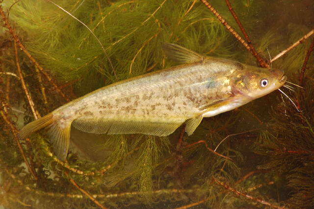 Image of Butter barbel