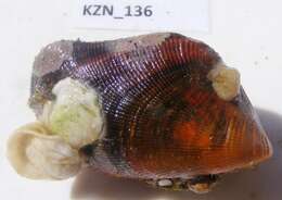 Image of Marine Mussels