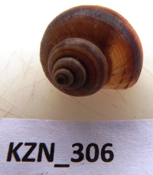 Image of An order of snails