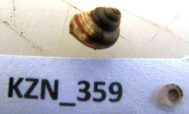 Image de Caenogastropoda Cox 1960