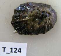 Image of Patellogastropoda Lindberg 1986