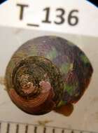 Image of Archaeogastropoda