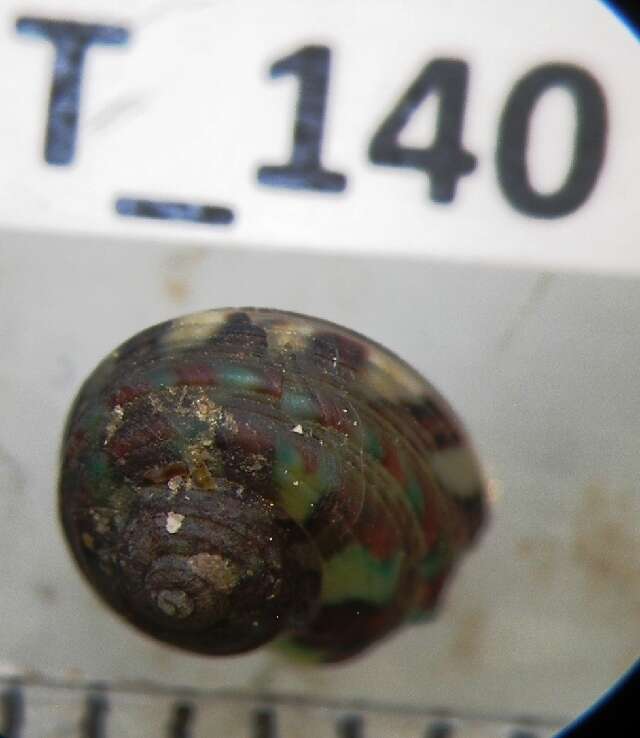 Image of Archaeogastropoda