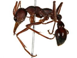 Image of Myrmecia gulosa (Fabricius 1775)