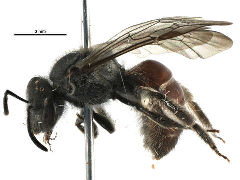 Image de Lasioglossum hiltacum (Smith 1853)