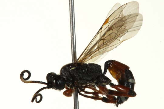 Image of Ichneumon promissorius Erichson 1842