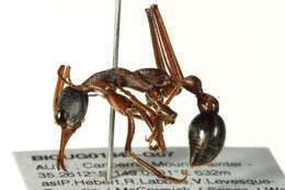 Image of Bull ants