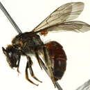 Image de Lasioglossum lacthium (Smith 1853)