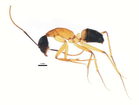 Plancia ëd Camponotus consobrinus (Erichson 1842)