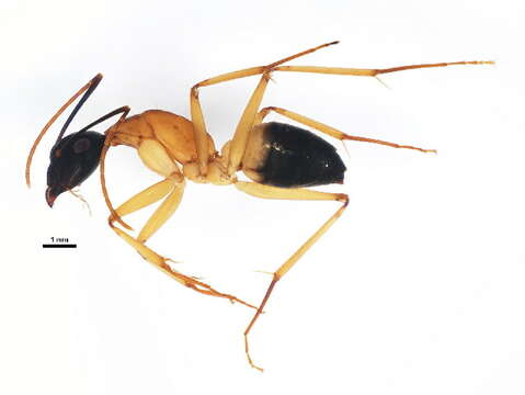 Plancia ëd Camponotus consobrinus (Erichson 1842)