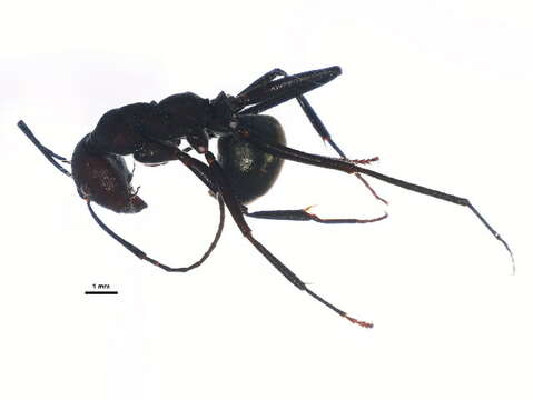 Plancia ëd Camponotus suffusus (Smith 1858)