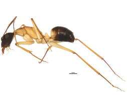 Plancia ëd Camponotus tricoloratus Clark 1941