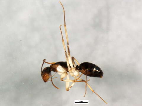 Plancia ëd Camponotus claripes Mayr 1876