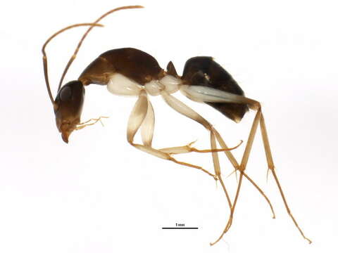 Plancia ëd Camponotus claripes Mayr 1876