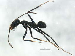 Image of Iridomyrmex gracilis (Lowne 1865)